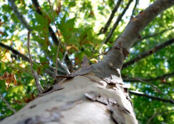 Words of Wisdom: Insightful Quotes by World Leaders