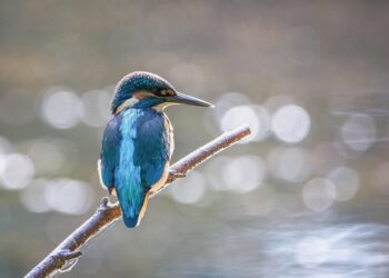 Unleashing the Power of Perseverance: Inspiring Gritquotes to Fuel Your Success