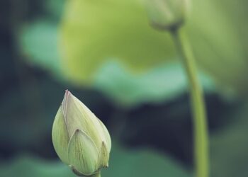 Mindful Musings: Inspiring Quotes to Elevate Your Awareness