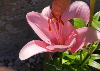 Soulful Wisdom: Inspirational Quotes for Nourishing the Mind, Body, and Spirit