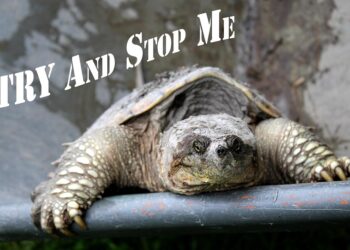 Unleashing the Power Within: Inspiring Success Mindset Quotes to Fuel Your Journey