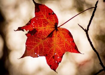 Unleashing Your Inner Strength: Empowering Confidence Quotes to Boost Your Self-Belief