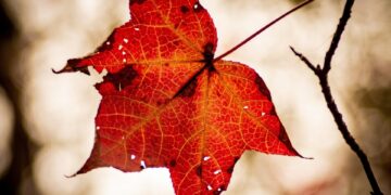 Unleashing Your Inner Strength: Empowering Confidence Quotes to Boost Your Self-Belief