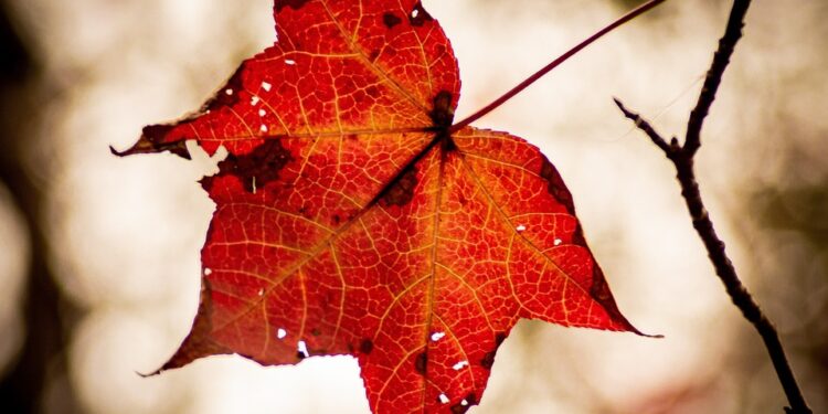 Unleashing Your Inner Strength: Empowering Confidence Quotes to Boost Your Self-Belief