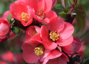 Echoes of Wisdom: Timeless Advice for a Fulfilling Life