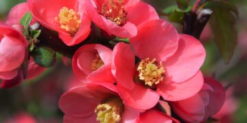 Echoes of Wisdom: Timeless Advice for a Fulfilling Life