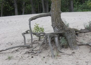 Unleash Your Potential: Inspiring Dream Big Quotes to Fuel Your Ambitions