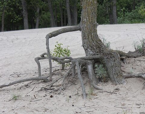 Unleash Your Potential: Inspiring Dream Big Quotes to Fuel Your Ambitions