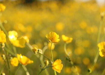 Unstoppable Determination: Inspiring Never Quit Quotes to Keep You Motivated