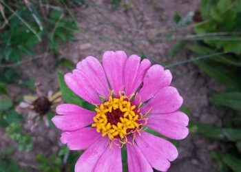 Soulful Wisdom: Inspirational Quotes to Nourish the Spirit